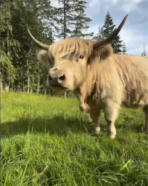 Andi the Highland cattle with blonde shaggy coat and impressive horns standing in green pasture under dramatic cloudy sky